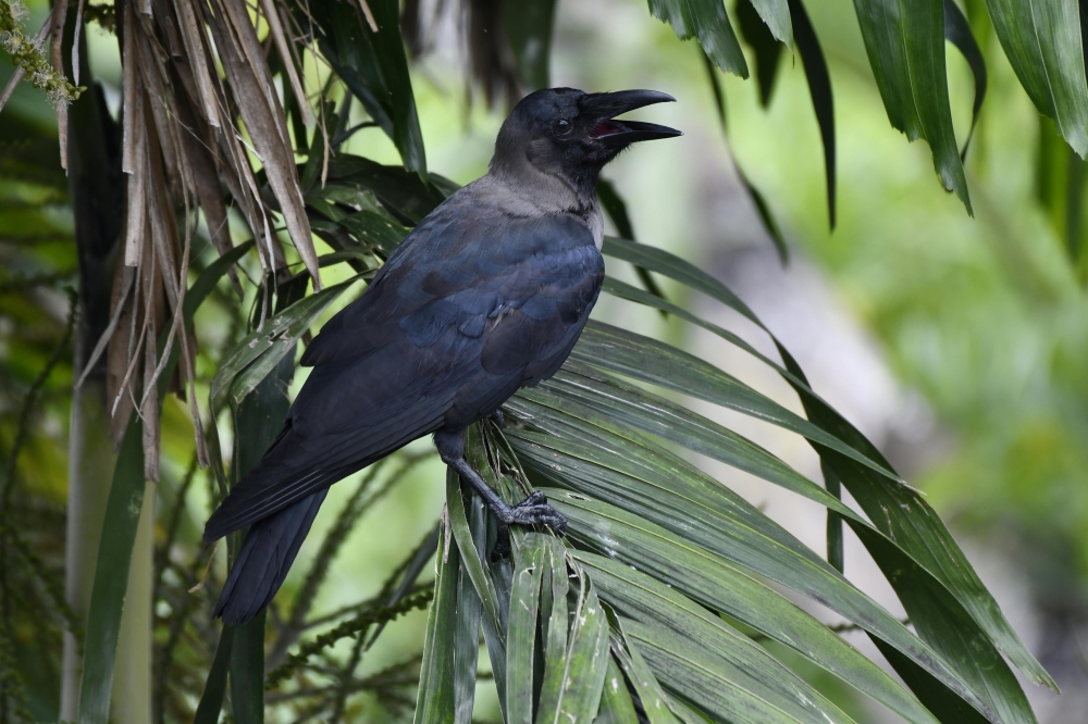 Singapore to resume crow shootings in March after other control measures fail, crow attacks increase
