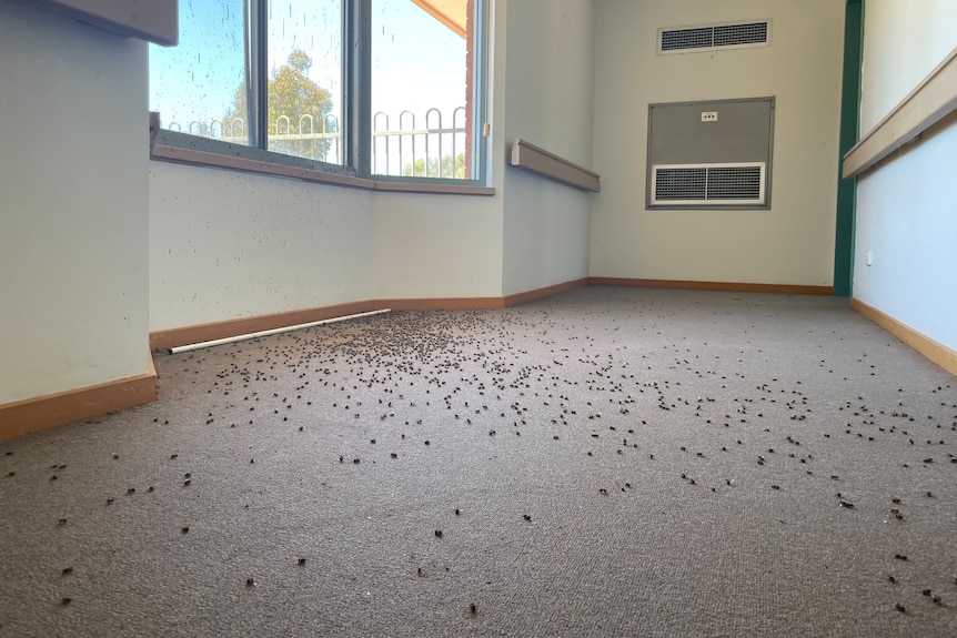 A sprawling number of dead bees on a carpet inside an old building