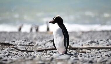 Penguin perks up after beach rescue