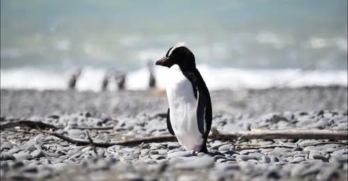 Penguin perks up after beach rescue