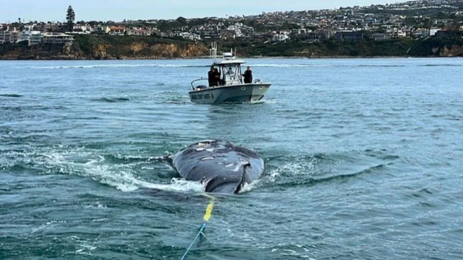 Dead humpback whale being towed offshore by a boat near Newport Beach following its beach stranding.