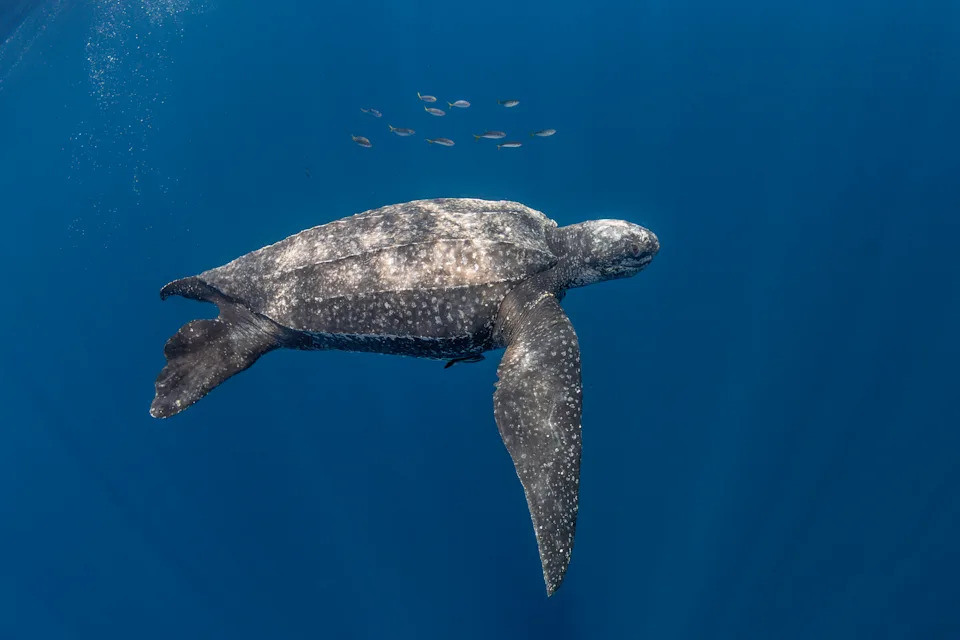 Leatherback turtle and a school of fish.
