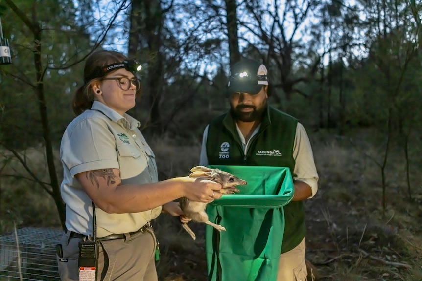 A woman holds a bilby standing next to a man with a green bag.