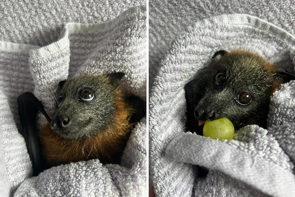 Two close up images of the rescued flying fox eating a grape.