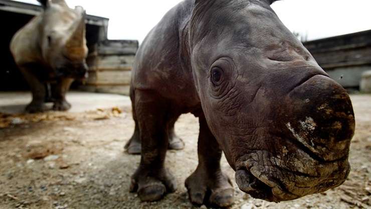 Hamilton City Council paid $2m for the neighbouring 40,469sqm lifestyle property in January and is already using some of its sheds and land. Photo / Supplied