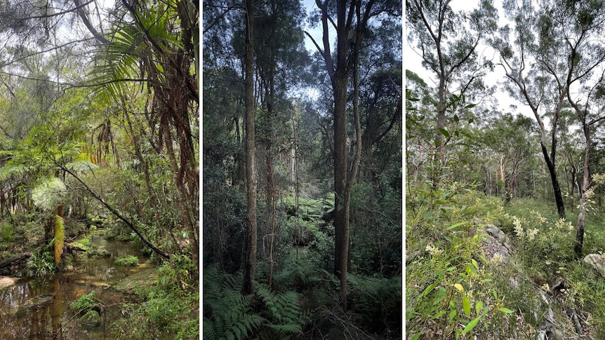 Three panels showing a green creek area, a dark ferny forest and a more open Australian bushland.