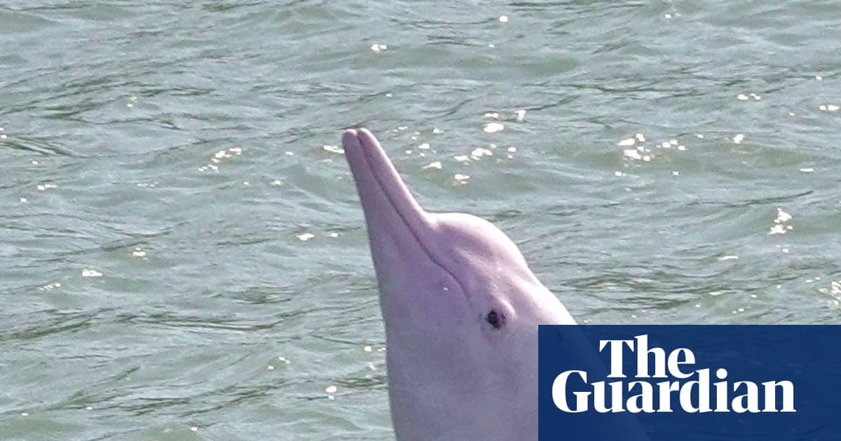 Toxic waste from screens ends up in endangered dolphins, study finds | Waste