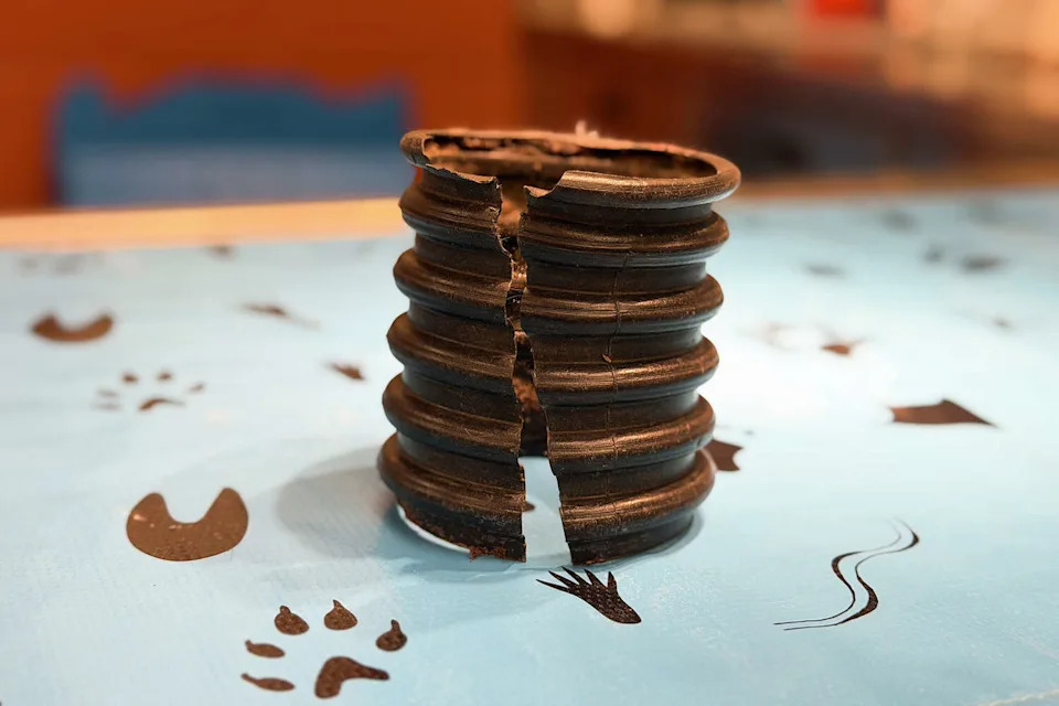 A gray fox with a pipe around its neck was rescued by residents from Corral de Tierra, Calif., who helped trap the injured creature. The fox is currently recovering at SPCA Monterey County in Salinas, Calif. (Courtesy of SPCA Monterey County)