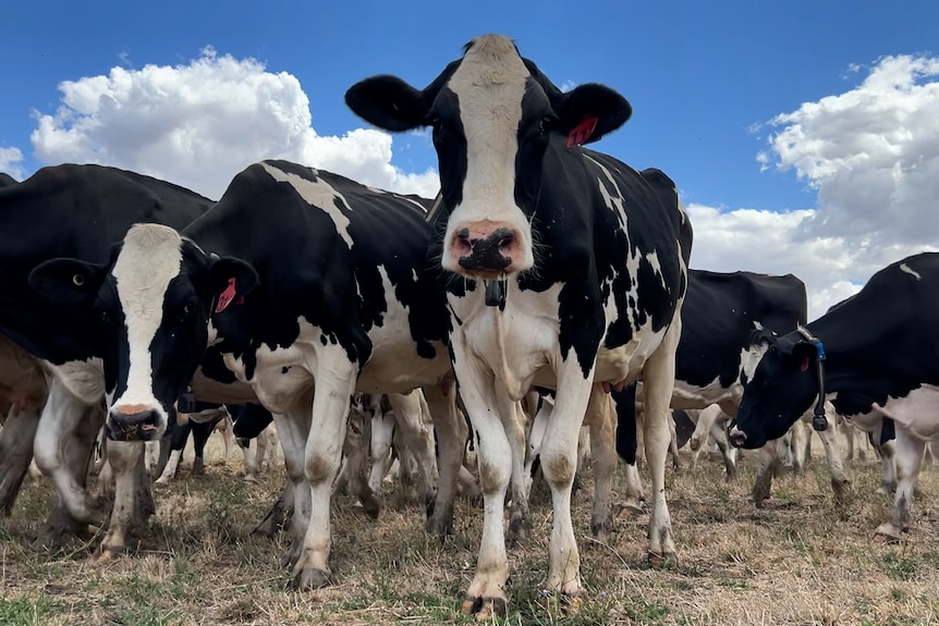 A dairy cow looks down at the camera