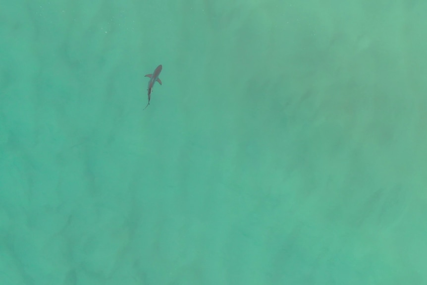 An aerial shot of a shark in shallow waters