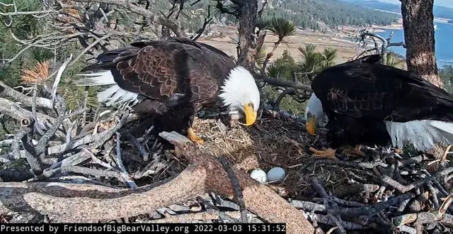 Bald Eagles Jackie and Shadow. FriendsofBigBearValley.org