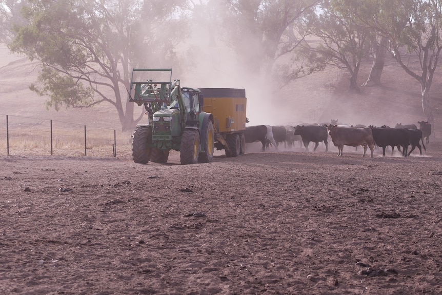 a tractor pulling a feed wagon and cows int he dust