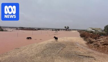 SA pastoralists receive more than 60mm of rain in 24 hours