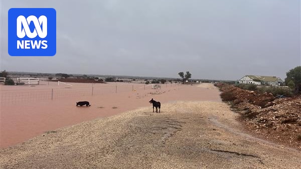 SA pastoralists receive more than 60mm of rain in 24 hours