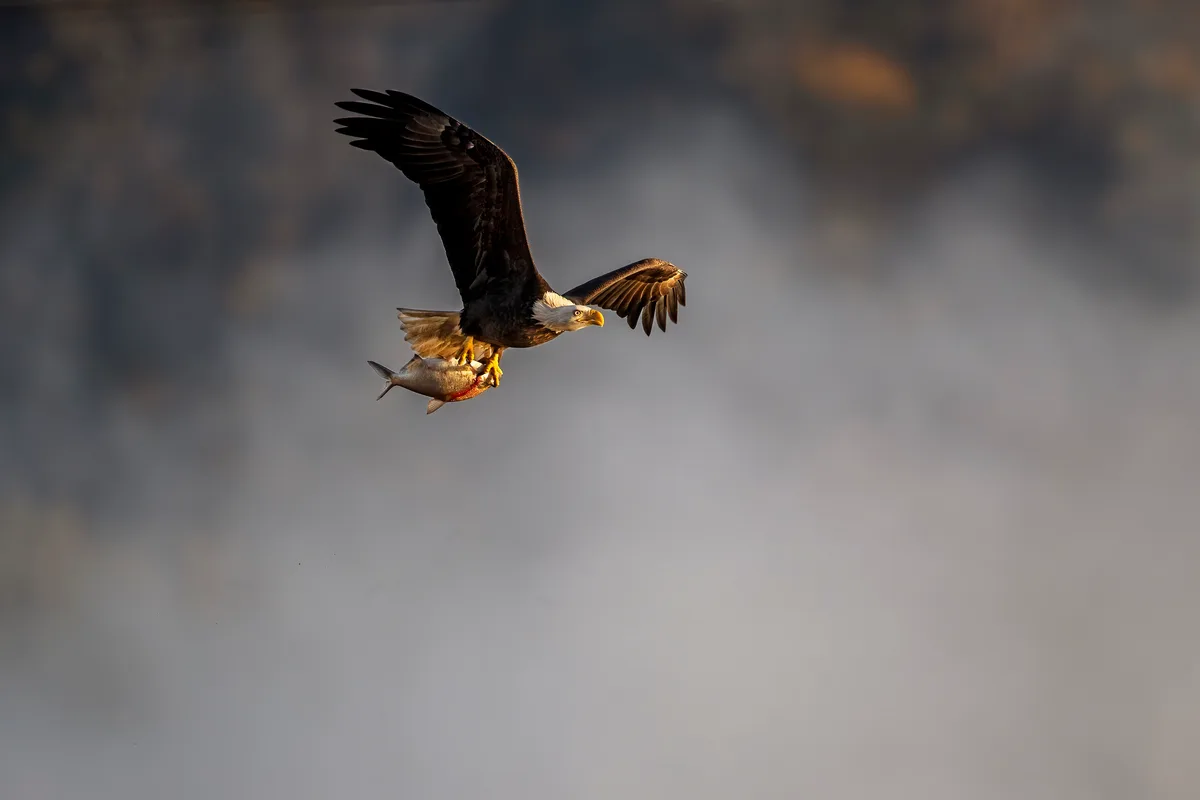 Bald eagle and fish