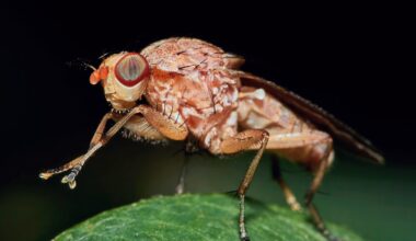 AI shuts down fruit fly courtship song in real time