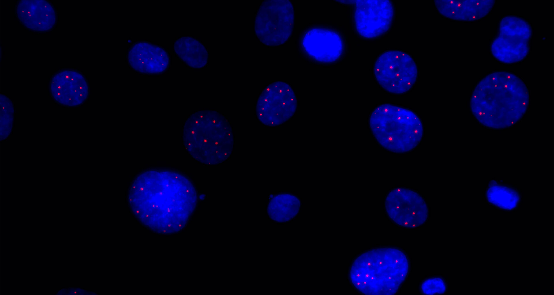 Crick spin‑out ALTx will target cancer cell immortality