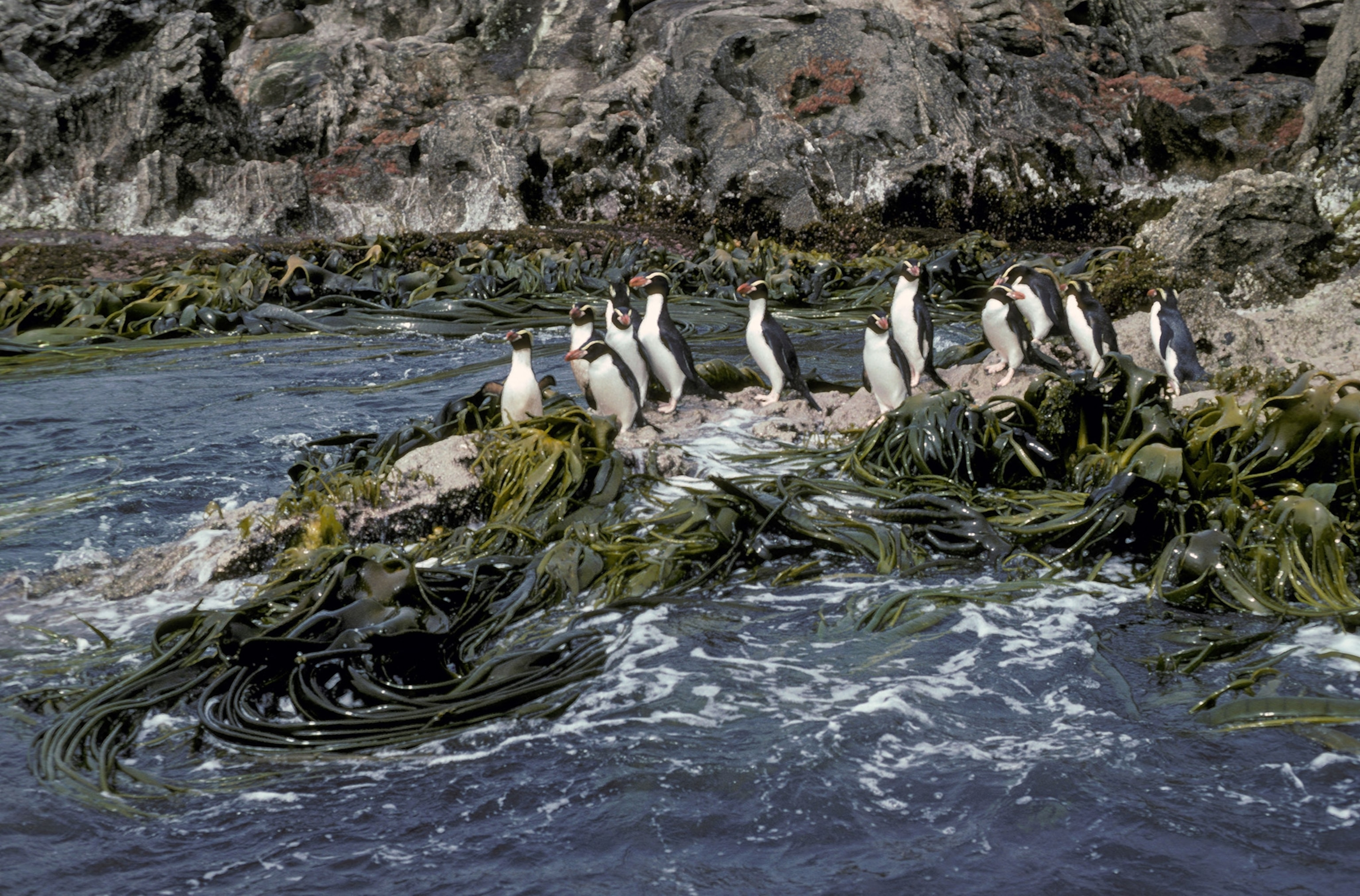 A large group of penguins gather on rocky outcropping surrounded by kelp and churning water