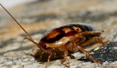 Frozen but unfazed: insights from New Zealand’s coolest bugs