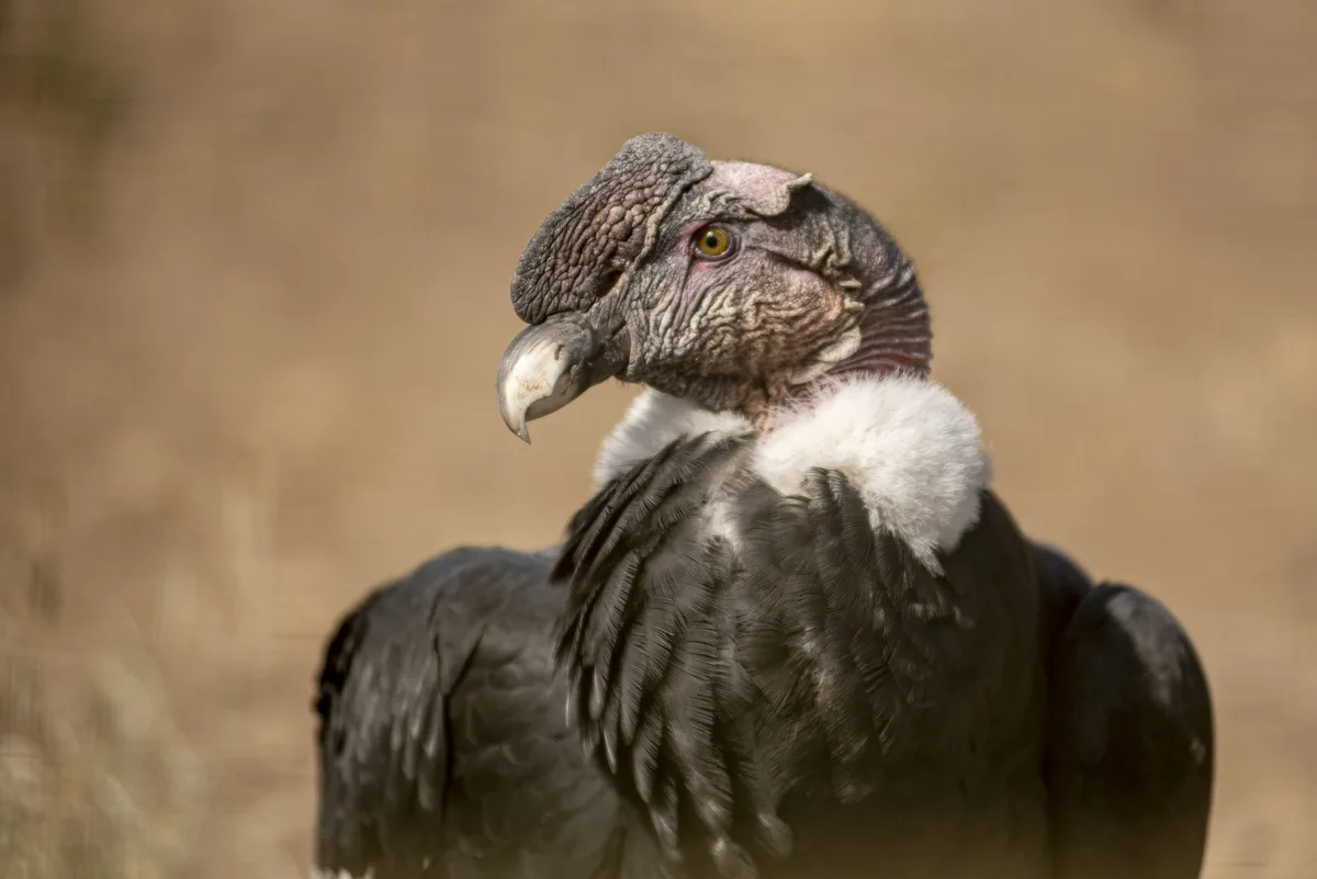 Andean Condor 