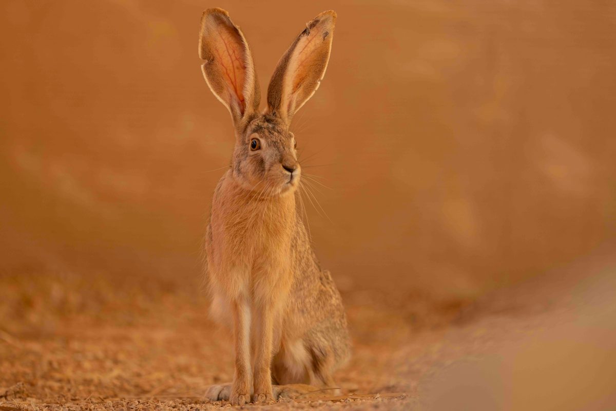 Arabian hare