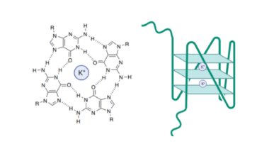 Archaeal G-Quadruplexes: A Novel Model for Understanding Unusual DNA/RNA Structures Across the Tree of Life
