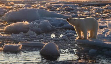 Polar Bears are in Better Physical Shape than 25 Years Ago, Despite Sea Ice Losses