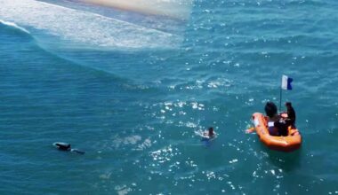 Orca delight beachgoers at Pāpāmoa - NZ Herald