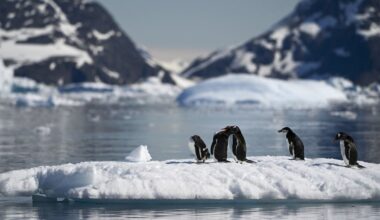 Bird flu ravaging Antarctic wildlife, scientist warns