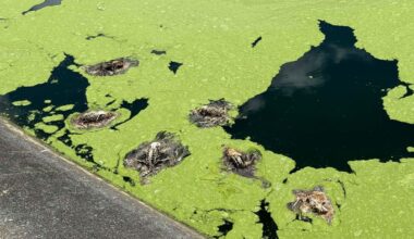 Northland avian botulism outbreak kills hundreds of ducks at Ngunguru