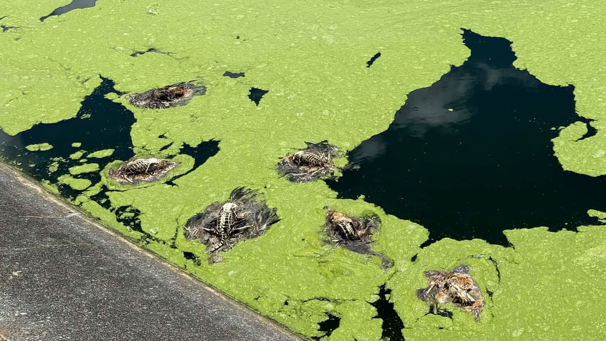Northland avian botulism outbreak kills hundreds of ducks at Ngunguru