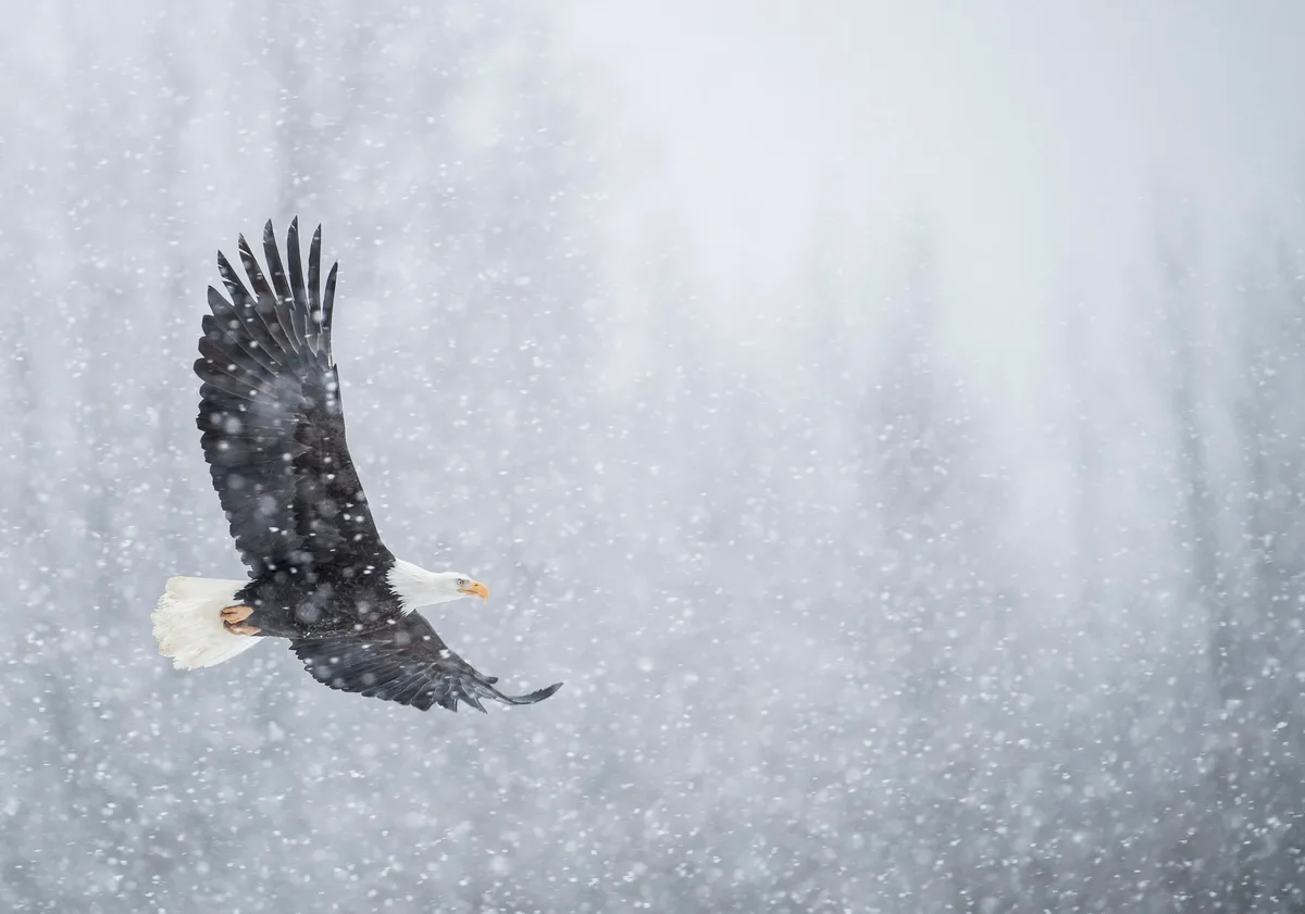 Bald eagle in snow