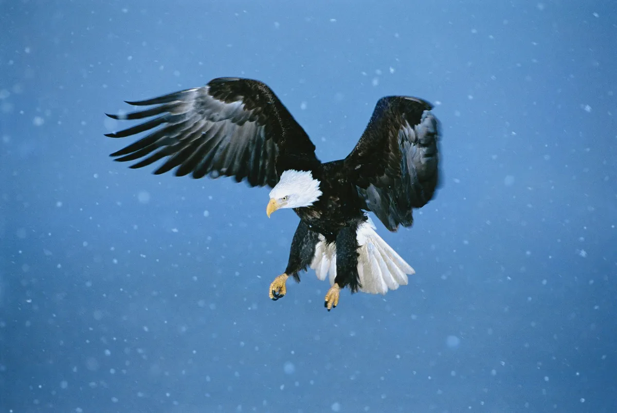 Bald eagle in snow