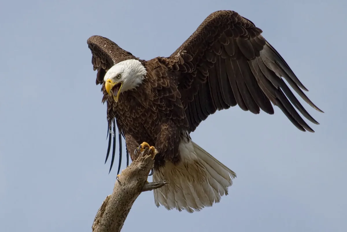 Bald eagle
