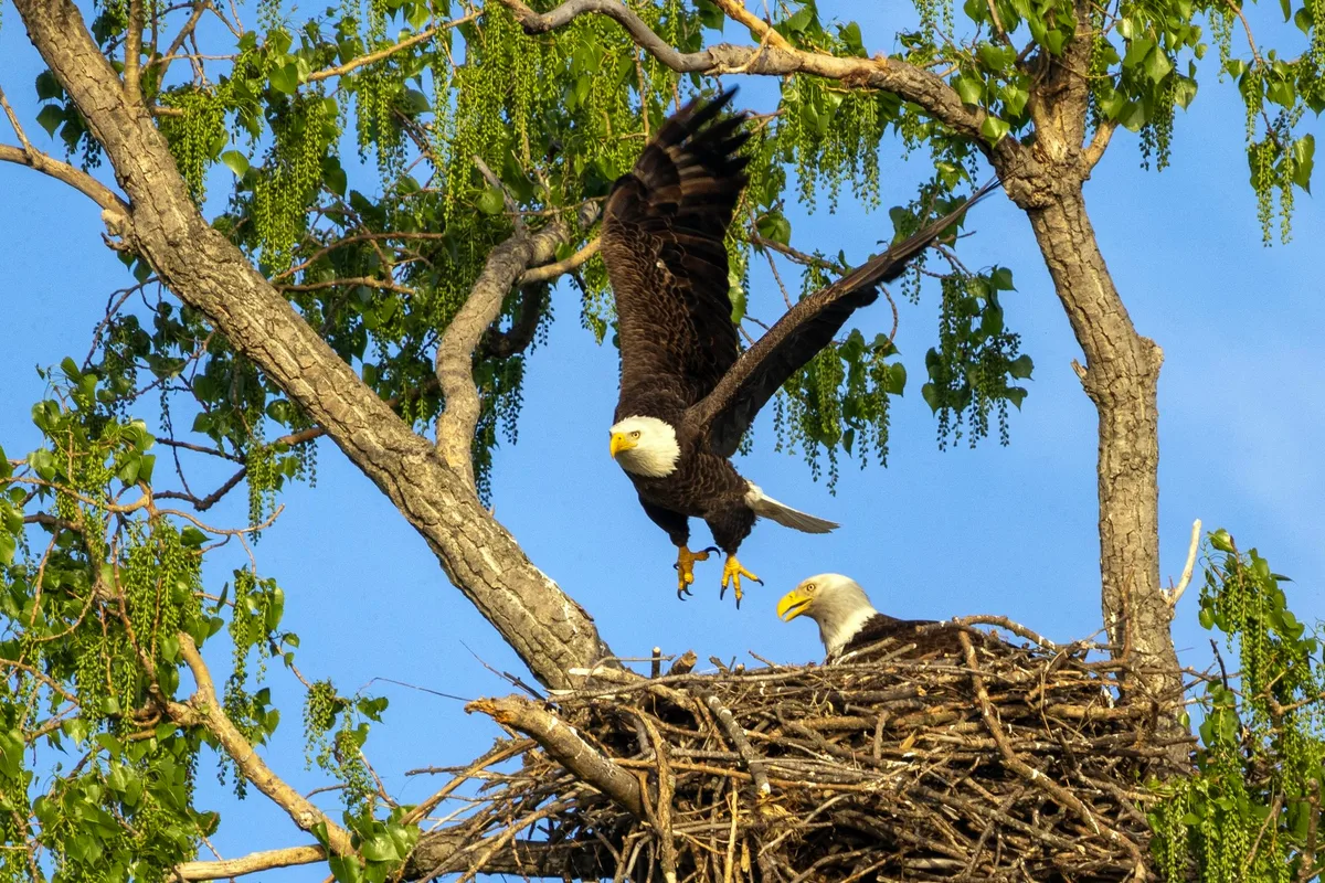 Blad eagles in nest