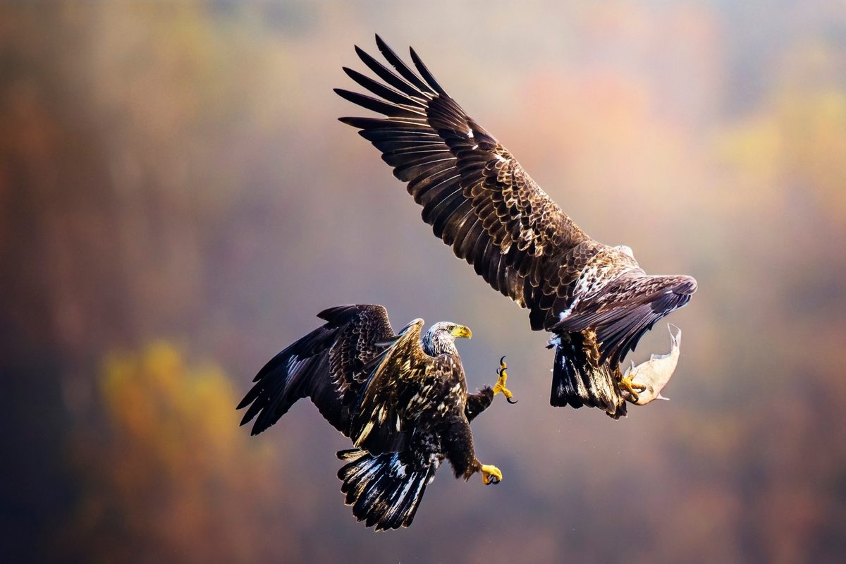 Bald eagles