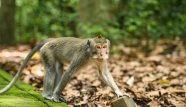 A long-tailed macaque is walking on a footpath in the Ubud Monkey Forest. The Ubud Monkey Forest is the sanctuary and natural habitat of the Balinese long-tailed Monkey. Ubud, Bali, Indonesia.