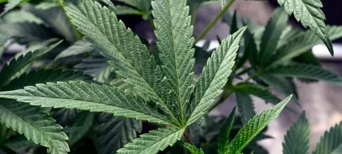 Marijuana leaf