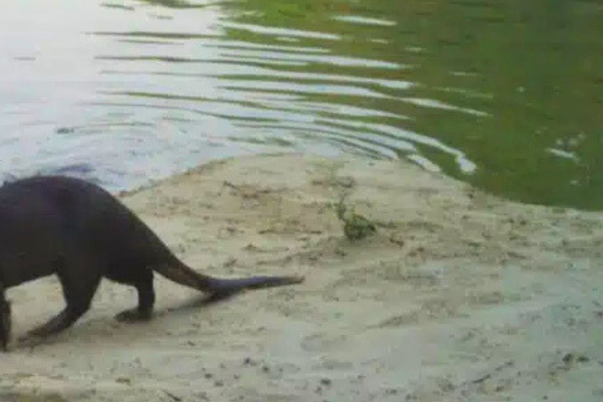 Bhardwaj, Nautiyal, Guleria and Habib (2025)