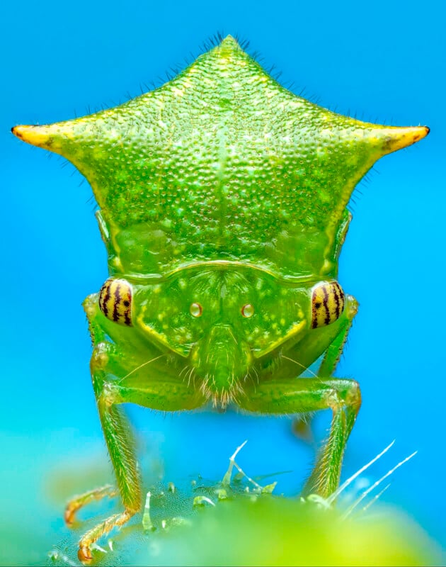 Close-up image of a bright green treehopper insect with a distinctive triangular head and striped eyes, set against a vibrant blue background.