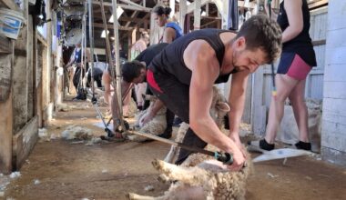 Shear delight in Hawke’s Bay as world champs loom