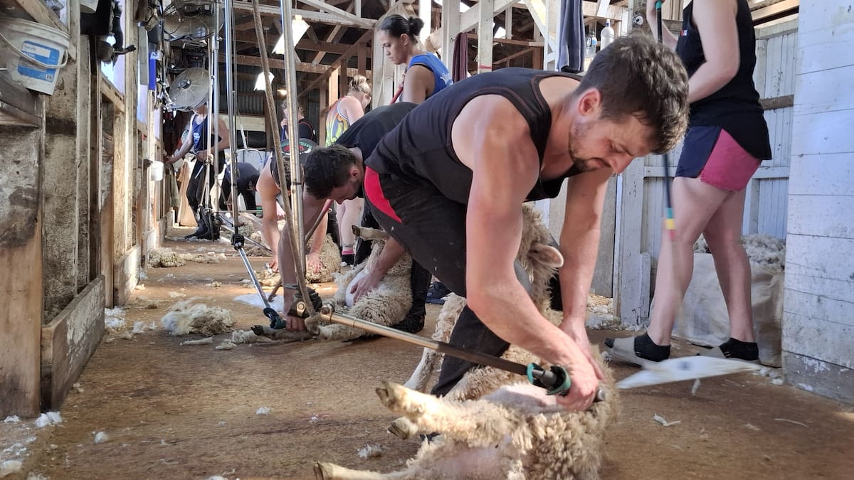 Shear delight in Hawke’s Bay as world champs loom