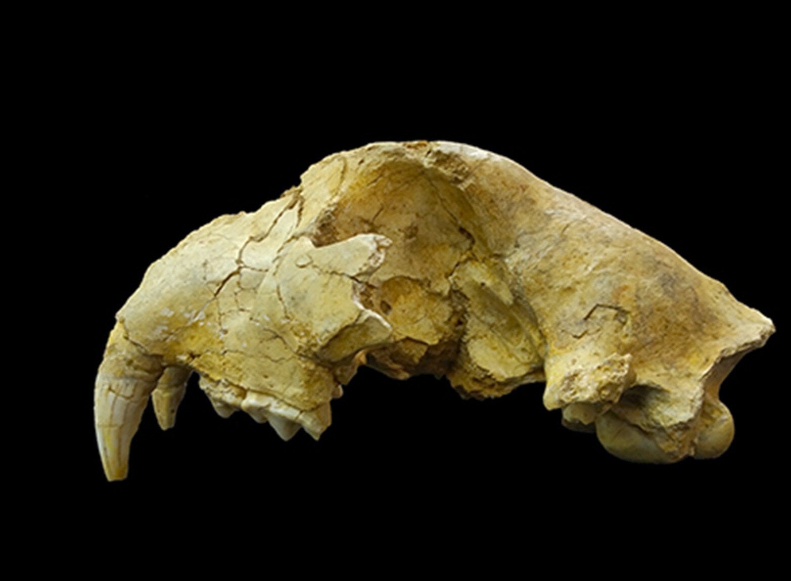 Cave lion skull excavated from Shizuoka Prefecture, central Japan