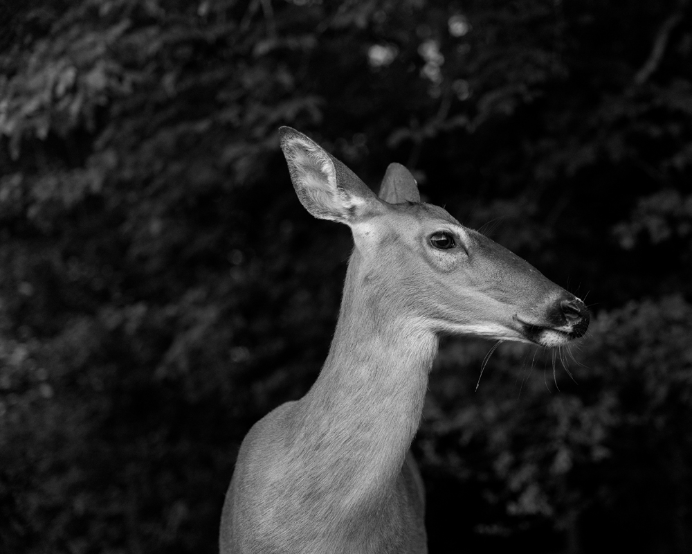 Cemetery Deer