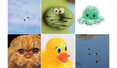 Cold Spring Harbor Laboratory neuroscientist recreates monkey vision with email-sized AI