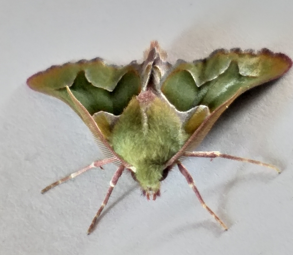 Drepanogynis insciata, Mossel Bay, South Africa. Image by Kevin Koen via iNaturalist (CC BY-SA 4.0)