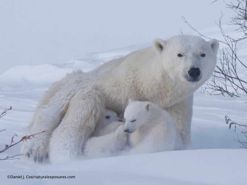 A polar bear rests in the snow with two small cubs snuggled close to her, one nursing while the other looks ahead; sparse branches and snow surround them.