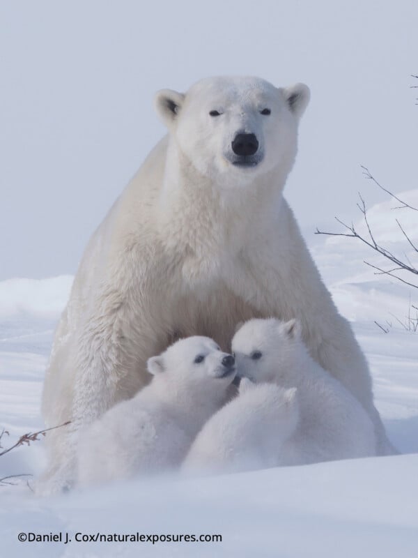 A polar bear sits in the snow with three fluffy cubs close by, nuzzling each other. Sparse branches and a misty, white background create a peaceful, snowy arctic scene.