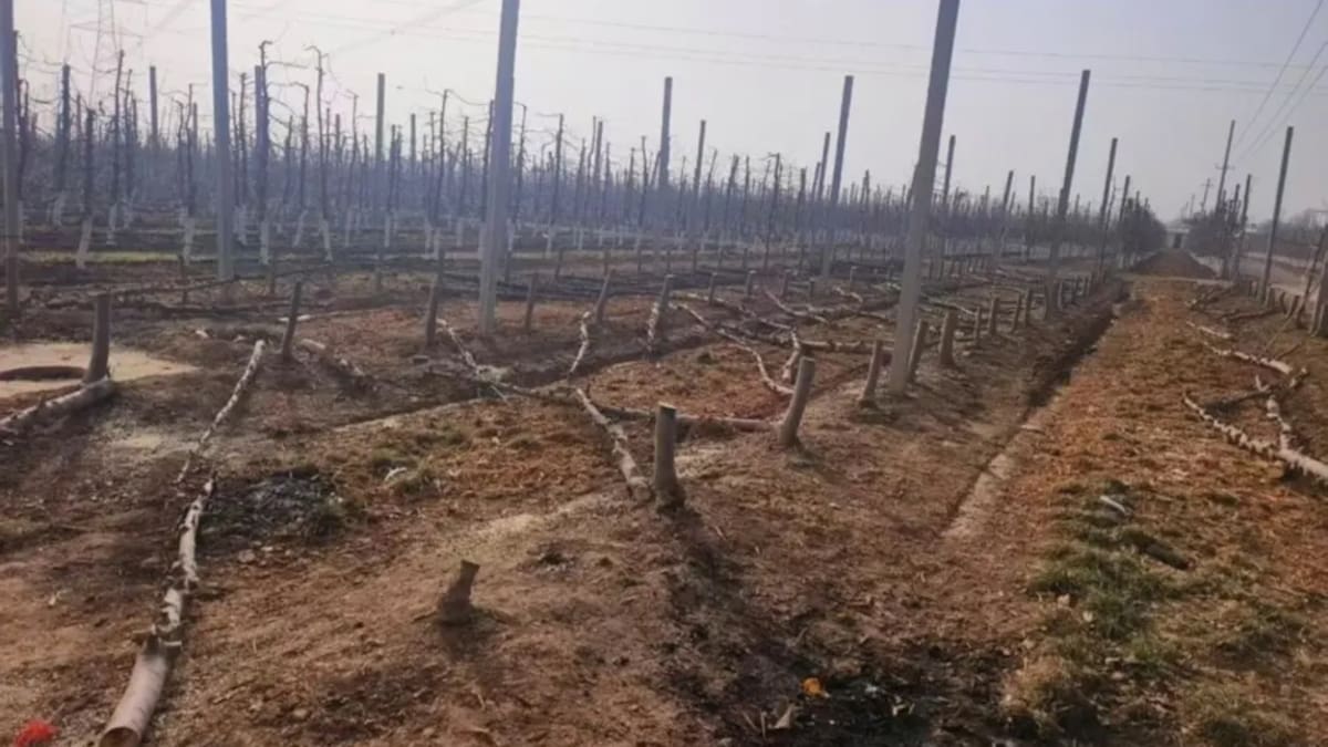 T&G Envy apple victory in China: Illegal orchards torn out, damages awarded