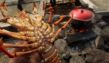 Shoplifter Arana Anderson puts frozen crayfish down pants at supermarket, goes back for mud cake